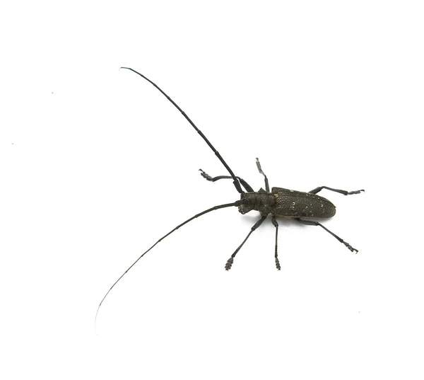 Koziorożec chrząszcz — Zdjęcie stockowe