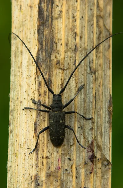 Escarabajo capricornio —  Fotos de Stock