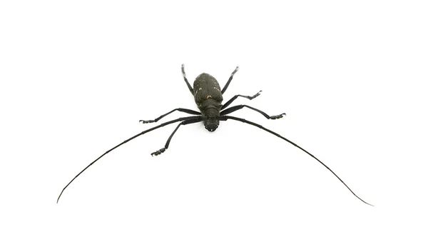 Escarabajo capricornio — Foto de Stock