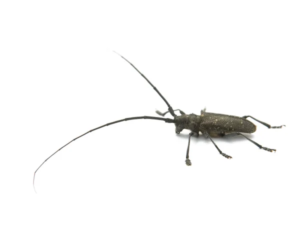 Capricorn beetle — Stock Photo, Image