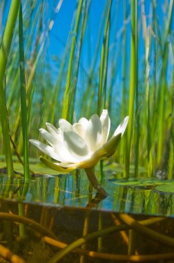 How the water-lily grow clipart