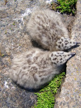 Baby of a seagull clipart