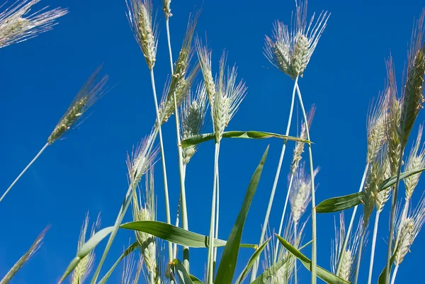 Wheat2 — ストック写真