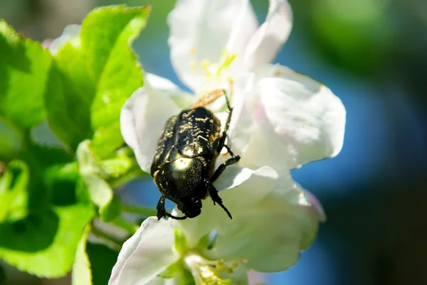 Flower chafer — Stock Photo, Image