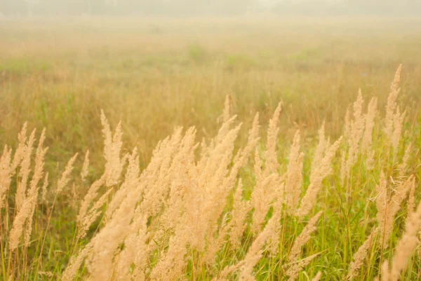 Meadow in white smoke — Stock Photo, Image