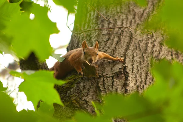 Observeren van de eekhoorn — Stockfoto