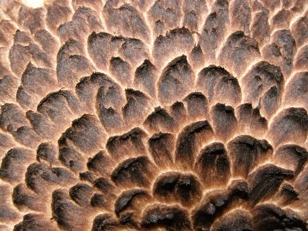 Quadro macroeconómico do cogumelo — Fotografia de Stock