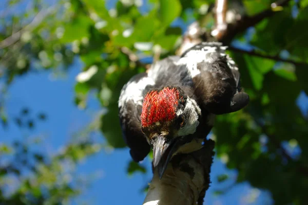 Improbable woodpecker — Stock Photo, Image