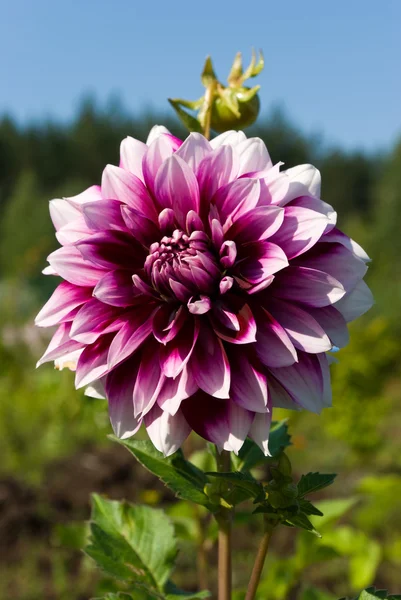 Flor e botão branco-púrpura dahlia — Fotografia de Stock