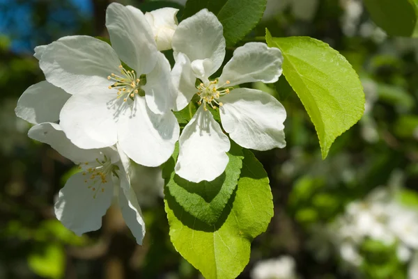 Wilde Apfelbaumblüten — Stockfoto