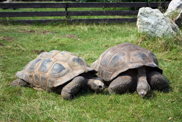 Дві гігантські черепахи — стокове фото