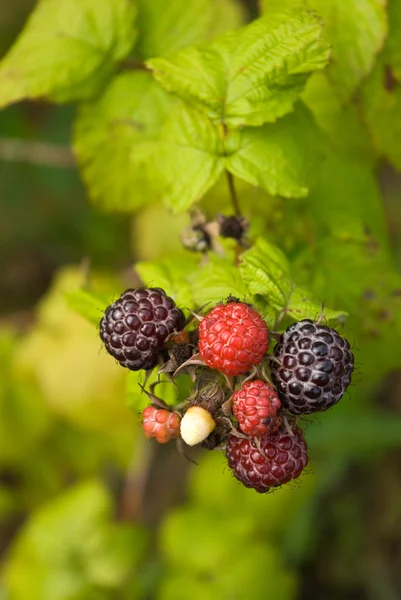 黑莓和覆盆子混合 — 图库照片