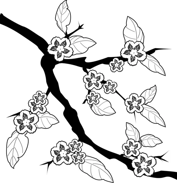 Sakura branch — Stock Vector