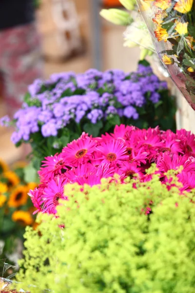Flores close-up — Fotografia de Stock