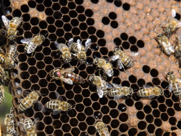 Пчела Квенна — стоковое фото