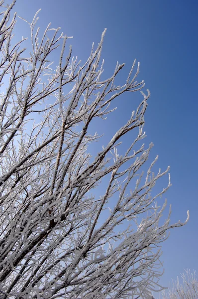 Árbol de nieve blanco en invierno — Foto de Stock