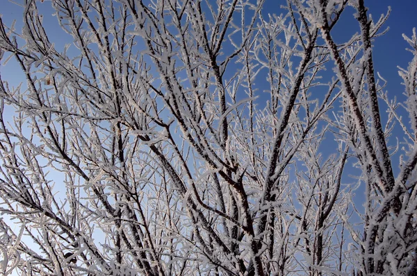 Weißer Schneebaum im Winter — Stockfoto