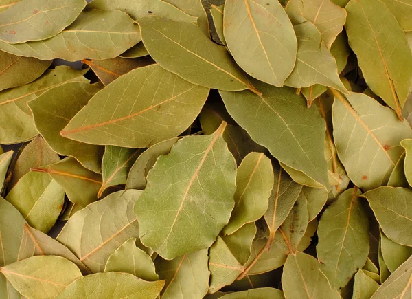 Bay leaves closeup Royalty Free Stock Images
