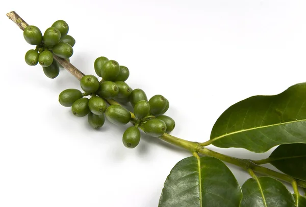 Зелений кава в зернах Ліцензійні Стокові Фото