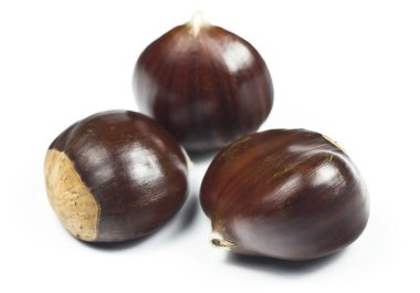 Kestane (castanea sativa)