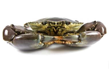 Mud Crab clipart