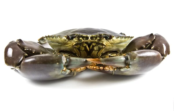 Crabe de boue — Photo