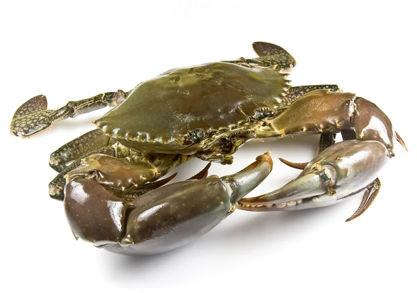 stock image Mud Crab