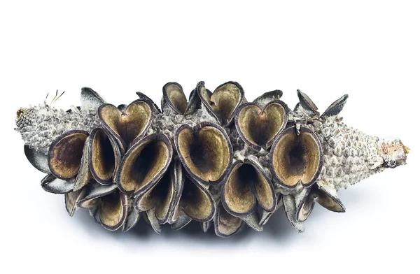 Baccello del seme di Banksia — Foto Stock