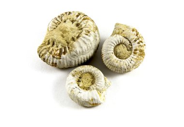 Ammonites Fossils clipart