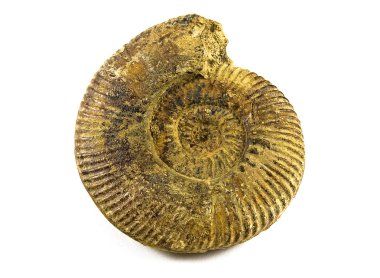 Ammonite Fossil clipart