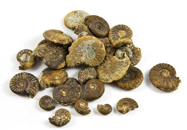 Ammoniti Fossili — Foto Stock