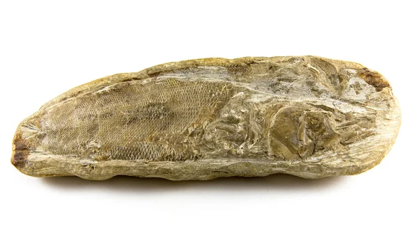 Fisk fossile - Stock-foto