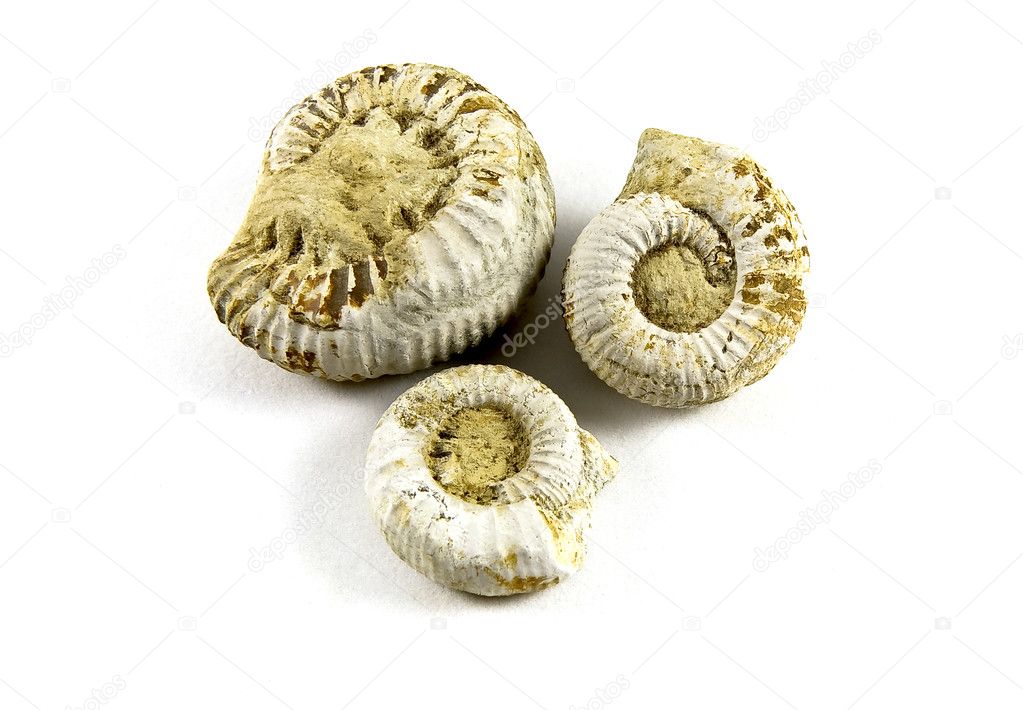 Ammonites Fossils