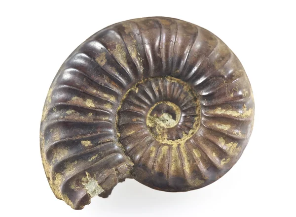 Ammonit fossil — Stockfoto