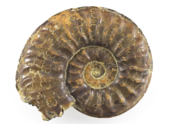 Fossile di ammonite — Foto Stock