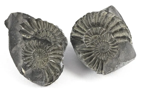 Fóssil de amonita — Fotografia de Stock