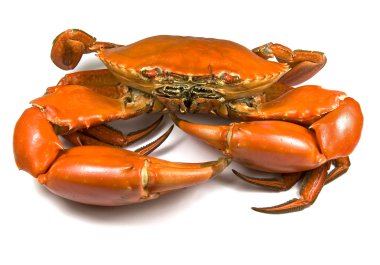 Cooked Mud Crab clipart