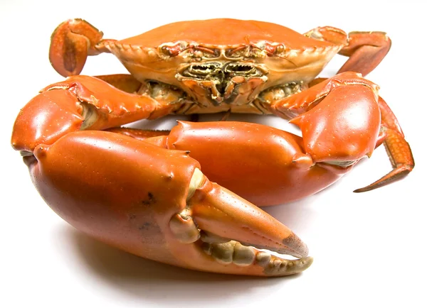Cooked Mud Crab — Stock Photo, Image