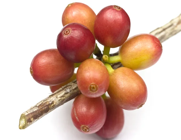 Ripen coffee beans — Stock Photo, Image