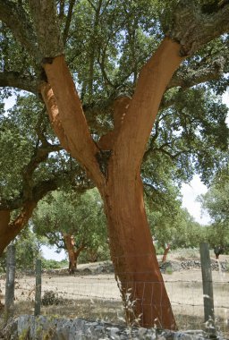 Cork oak clipart