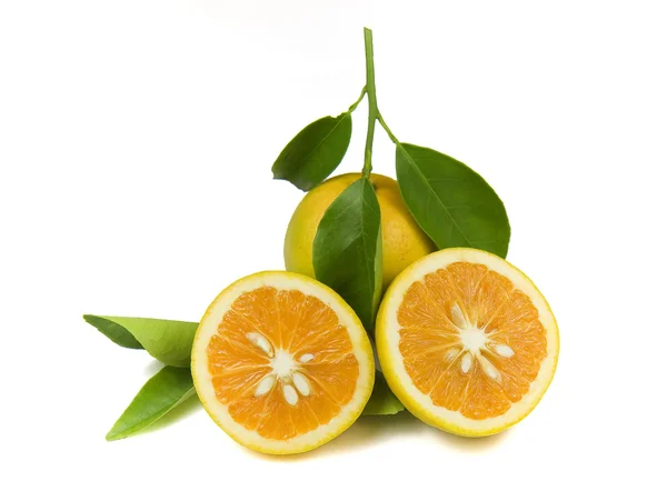 Oranges biologiques — Photo