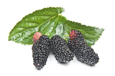 Organic Mulberry clipart