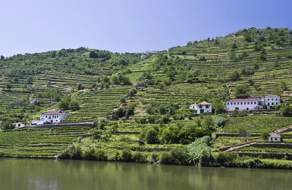 Vignobles de la vallée du Douro — Photo