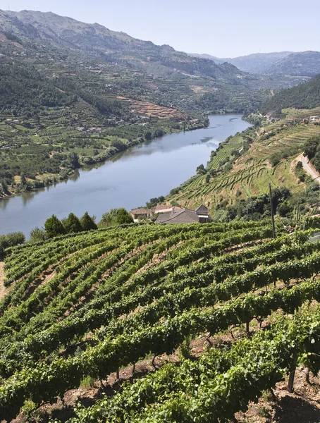 Stock image Vineyards of the Douro Valley