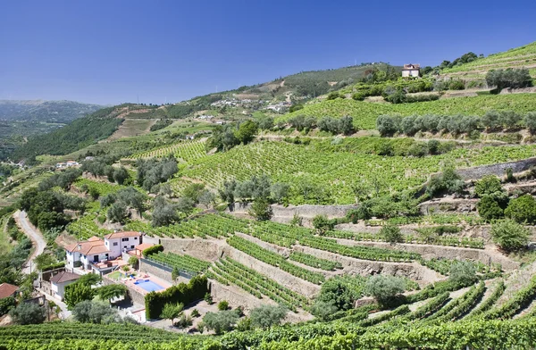 Winnic w dolinie douro — Zdjęcie stockowe