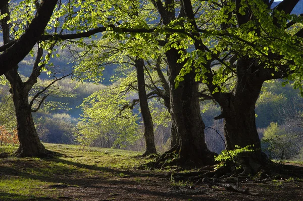 stock image Beechen grove