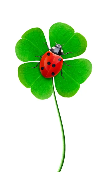 Ladybird on a clover — Stock Photo, Image