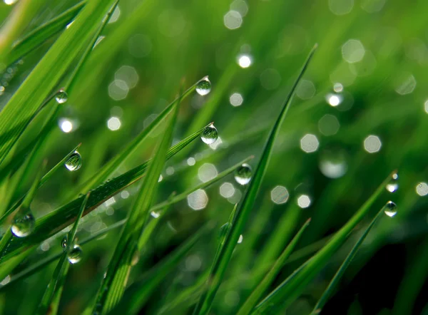 Morning dew on a grass — Stock Photo, Image