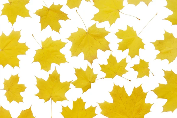 Φθινοπωρινά φύλλα σφενδάμου απομονωμένα σε λευκό — Φωτογραφία Αρχείου