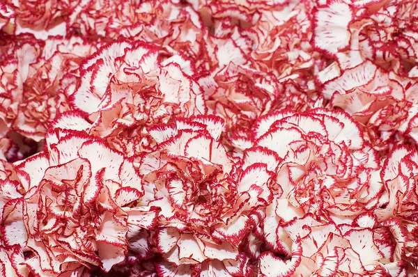 ピンク色の美しい花束 — ストック写真